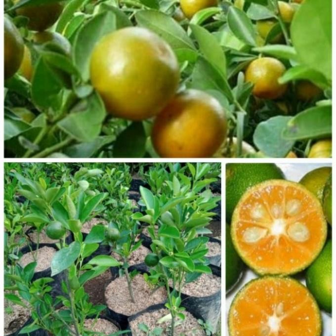 

BIBIT TANAMAN BUAH JERUK SONKIT BERBUAH/ JERUK KIP/ JERUK CUI BERBUAH MMU
