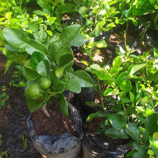 

tanaman jeruk purut ada buah MMU