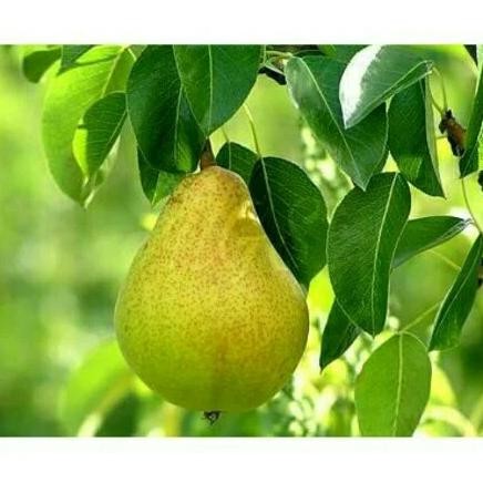 

Tanaman buah pir hij MMU