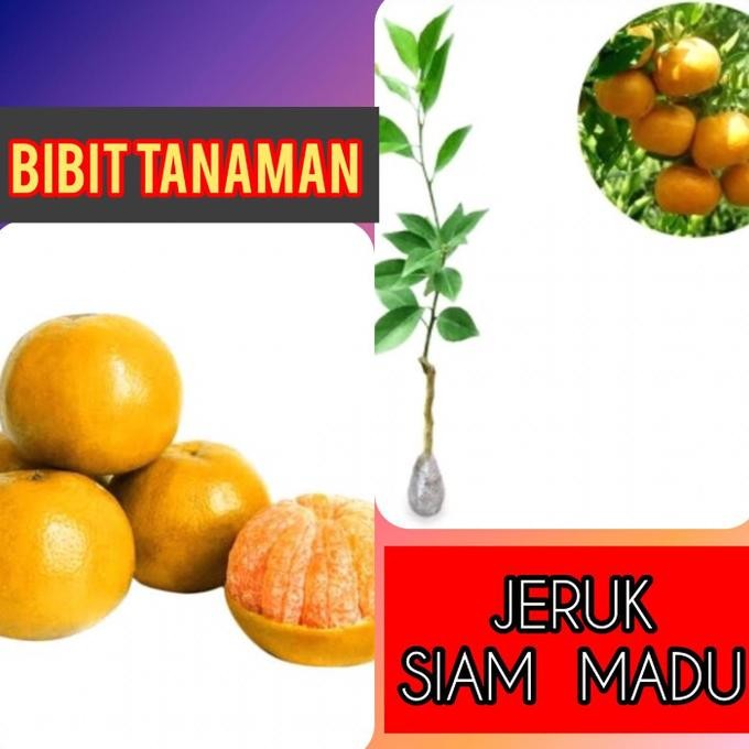 

Bibit Tanaman Buah Jeruk Siam Madu MMU