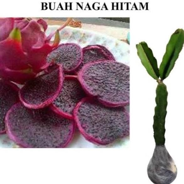 Bibit Tanaman Buah Naga Hitam Super MMU