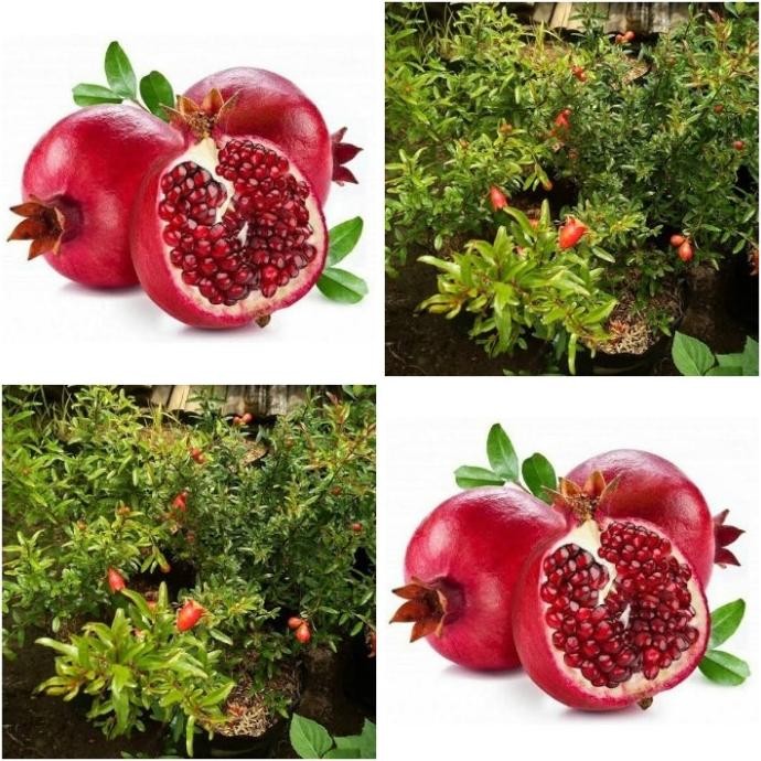 FRES bibit buah delima merah biji lunak buah segar delima merah VALID