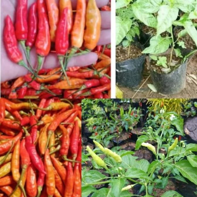 bibit tanaman buah cabai/ cabe setan/ cabe jablay MMU