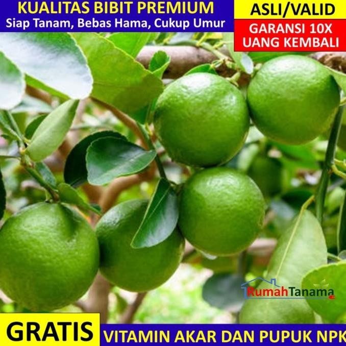 

Bibit Tanaman Buah JERUK NIPIS Cepat Berbuah MMU