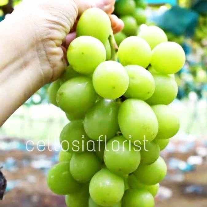 

BIBIT TANAMAN BUAH ANGGUR IMPORT SHINE MUSCAT /J MMU