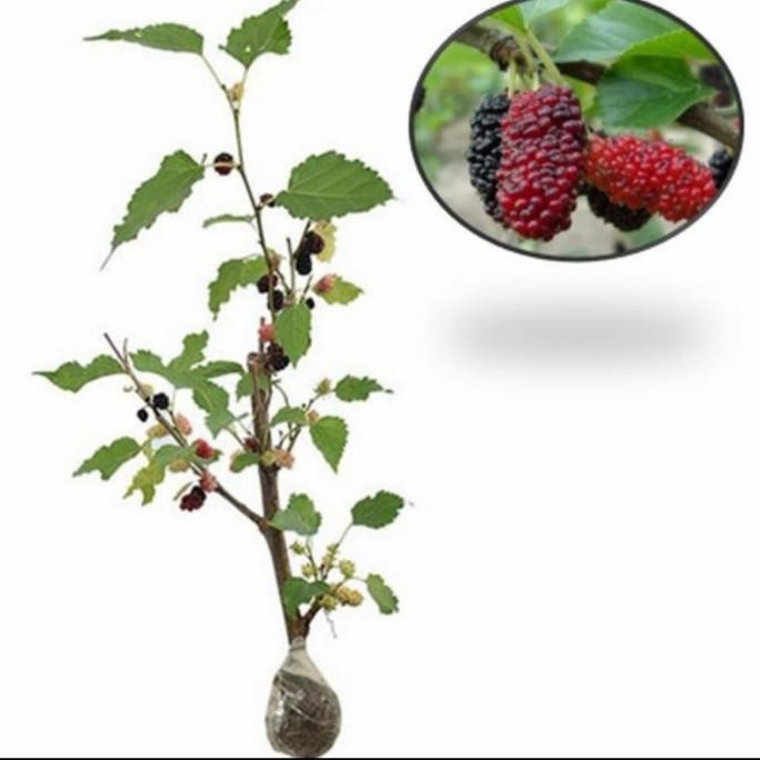 

Tanaman Buah Murbei Jumbo MMU