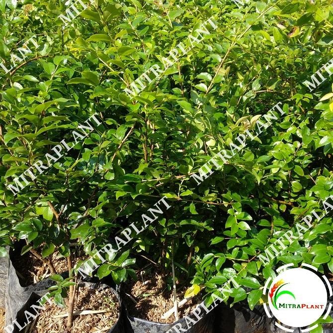 

Bibit Pohon Anggur Bril - Buah Anggur Hitam - Tanaman Jaboticaba MMU