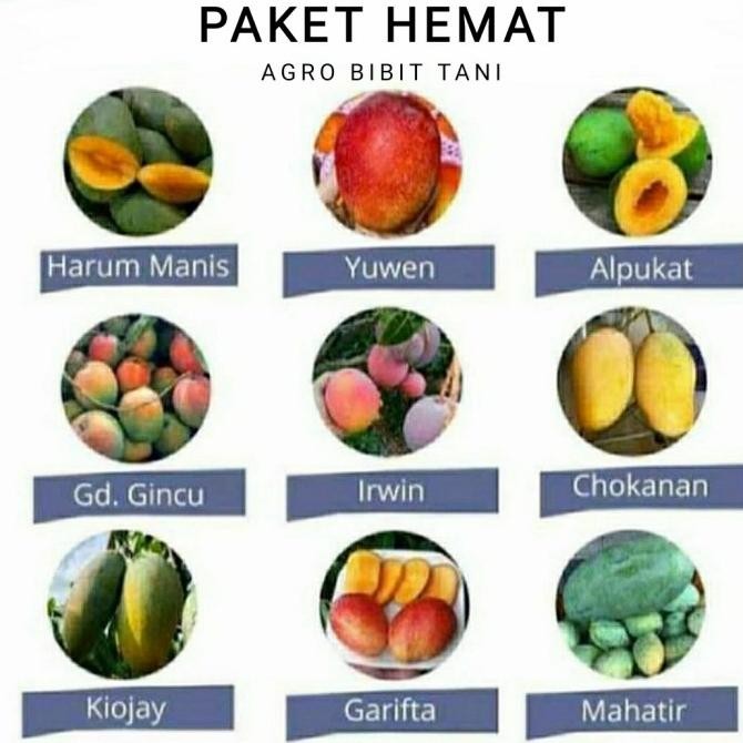 Paket 4 Bibit Tanaman Buah Mangga -Bibit Mangga Cepat Berbuah MMU