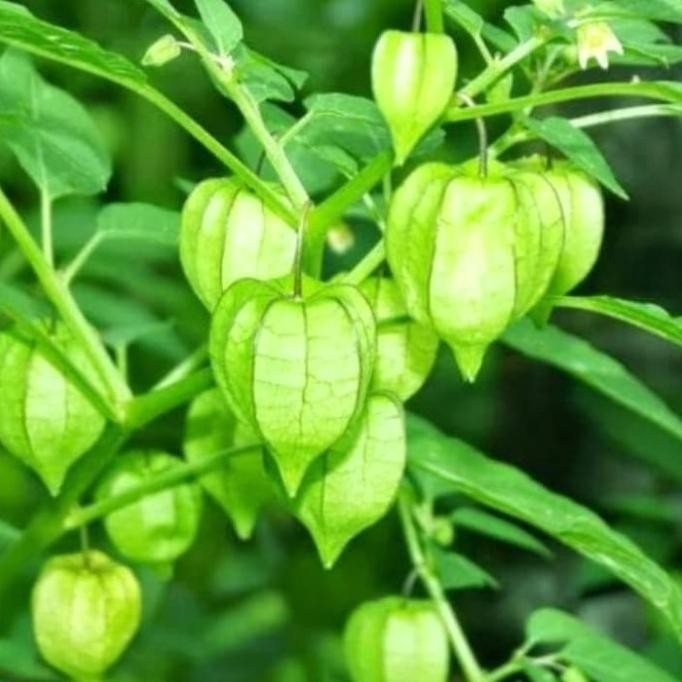 Pohon Ciplukan | Tanaman herbal ciplukan | buah ciplukan F MMU