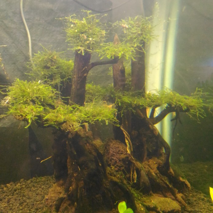 POHON BONSAI JUNGLE HARDSCAPE UNTUK AQUASCAPE AQUARIUM SIAP PASANG