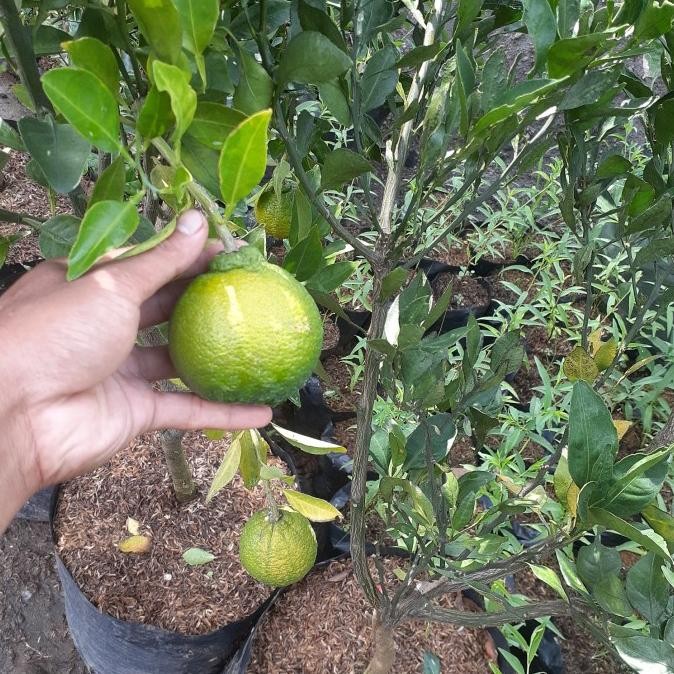 

Bibit Tanaman Buah Jeruk Dekopon Sudah Berbuah Asli MMU