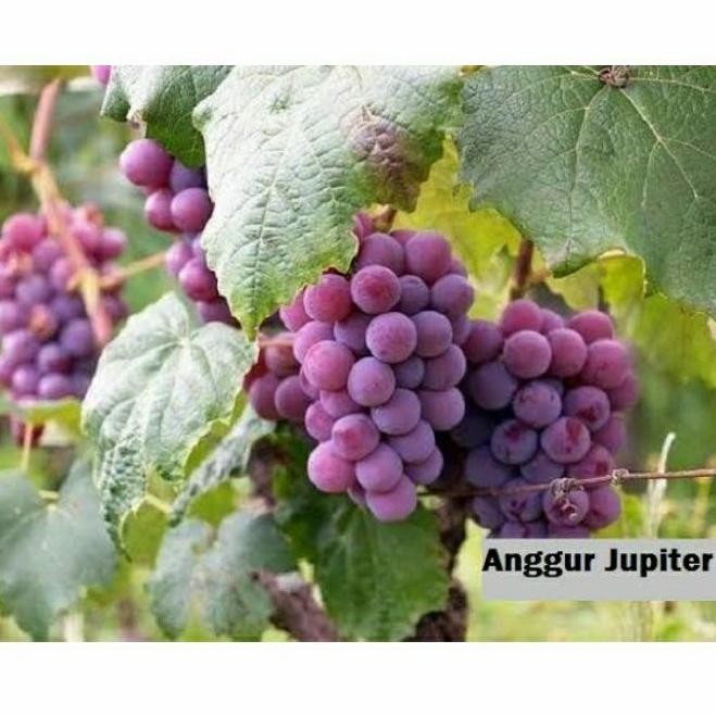 

Bibit tanaman buah anggur import Jupiter cepat berbuah MMU