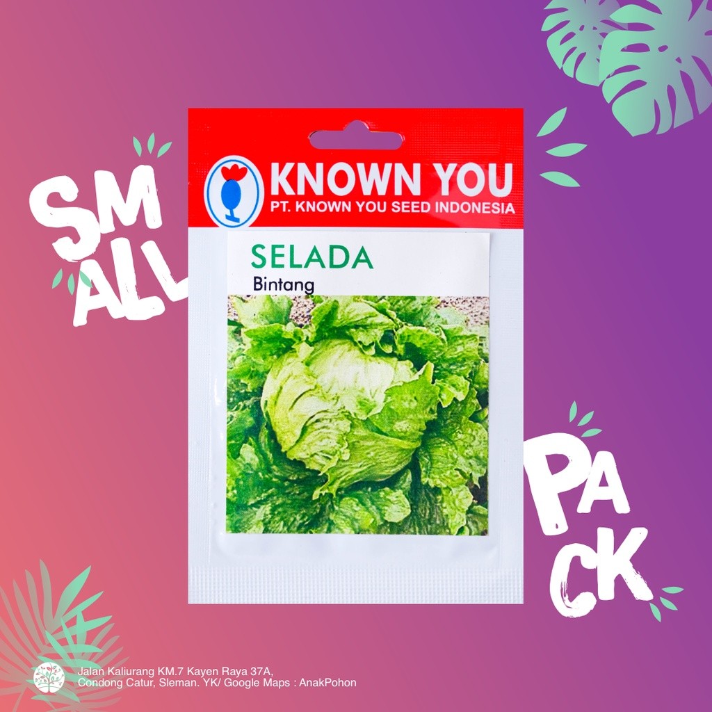 (1 PACK) Benih Selada Bintang Krop Head Lettuce Seeds - Known You Seed KYS - 5 GRAM I3B23