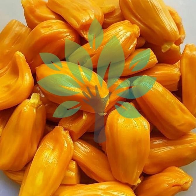 Bibit Tanaman Buah Nangka Madu -bibit Nangka Madu Okulasi MMU