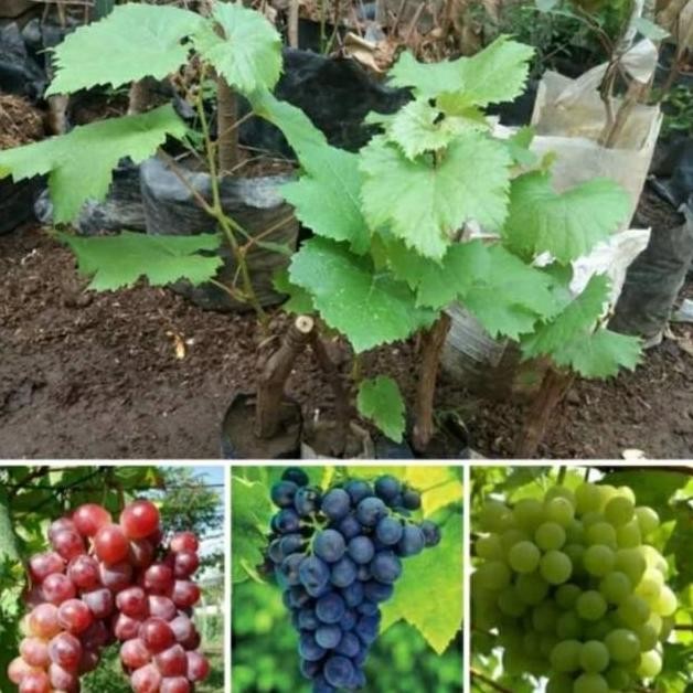 

Bibit tanaman buah anggur paket 3 batang The best MMU