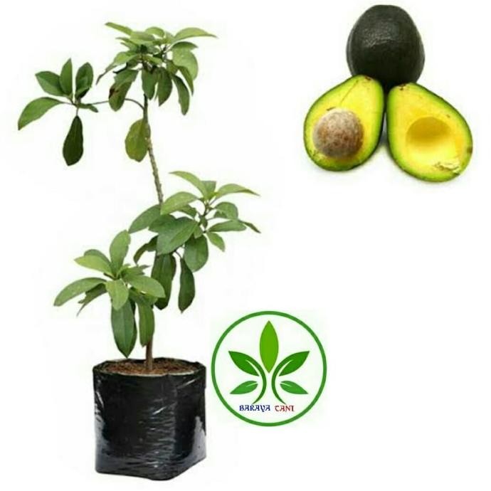 Bibit Tanaman Buah Alpukat Miki/Alpukat Mentega/Poho Buah Alpukat Miki MMU