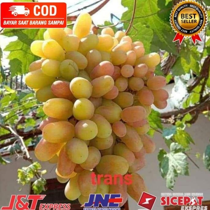 

Bibit tanaman buah anggur import Transfuration MMU
