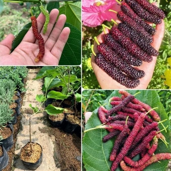 

tanaman buah murbei long MMU