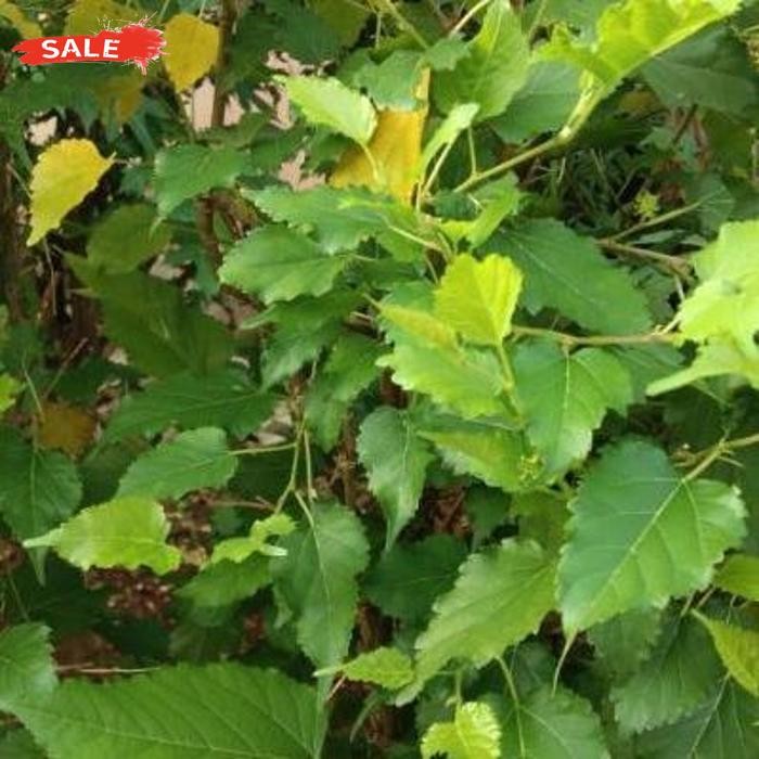 

Promo Daun Murbei Segar Organik Pohon Mulberry 200 Gram Daun Herbal Kalimantan