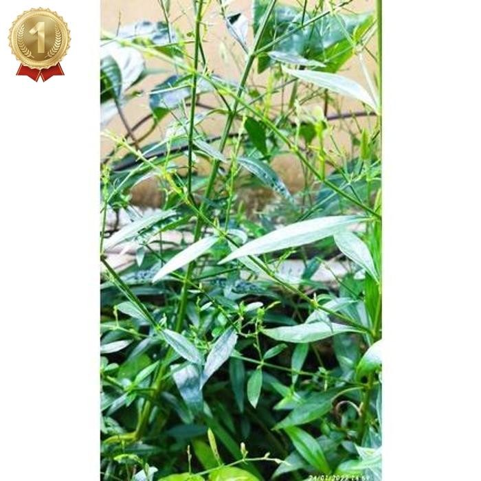 

Free Ongkir Daun Sambiloto 100 Lembar / Daun Sambiloto Segar Langsung Petik / Daun Sambiloto Kusus Daun Segar / Daun Herbal / Obat Herbal / Promo / Diskon / Terlaris / Termurah / Cod Daun Herbal Kering
