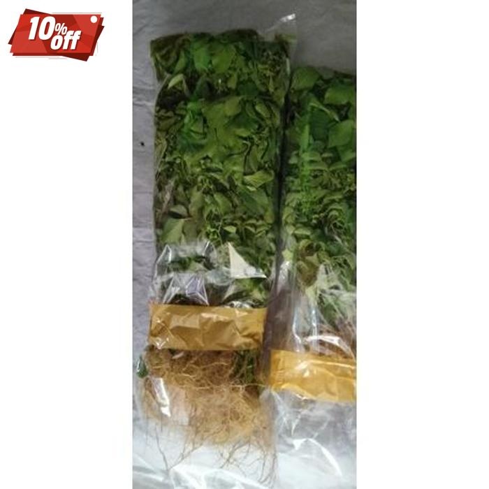 

Special Price Daun Anting Anting 200 Gram Anting Putri Segar Obat Herbal Daun Herbal Segar