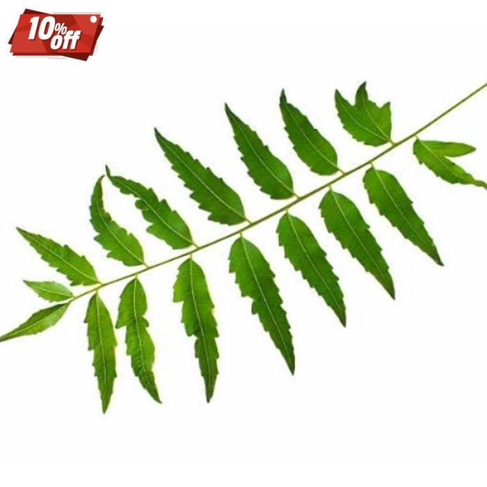 

Cod Herbal Daun Mimba Segar 1Kg Daun Herbal