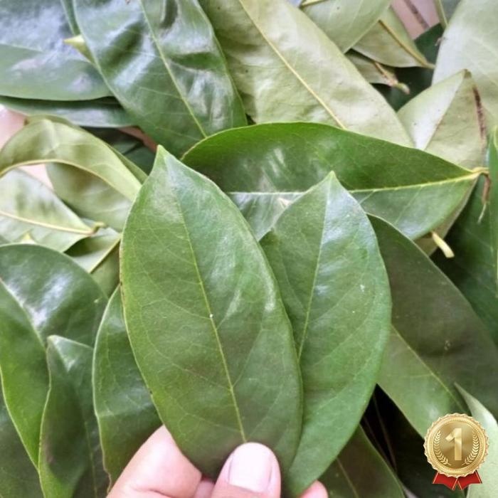 

Paling Laris Daun Sirsak Segar | Langsung Petik | Daun Sirsak Segar 100 Lembar Lebih Daun Herbal Alami