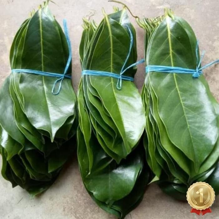 

Premium Daun Sirsak Segar 100 Gram Daun Ramban
