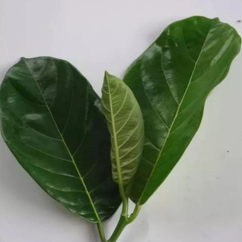 

30 Lembar Daun Nangka Obat Alami Diabetes. - Termurah