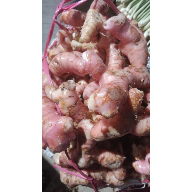 

Lengkuas rempah murah segar