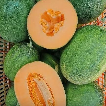 MELON ADINDA HIDROPONIK MANIS. BEBAS PESTISIDA. 0310T