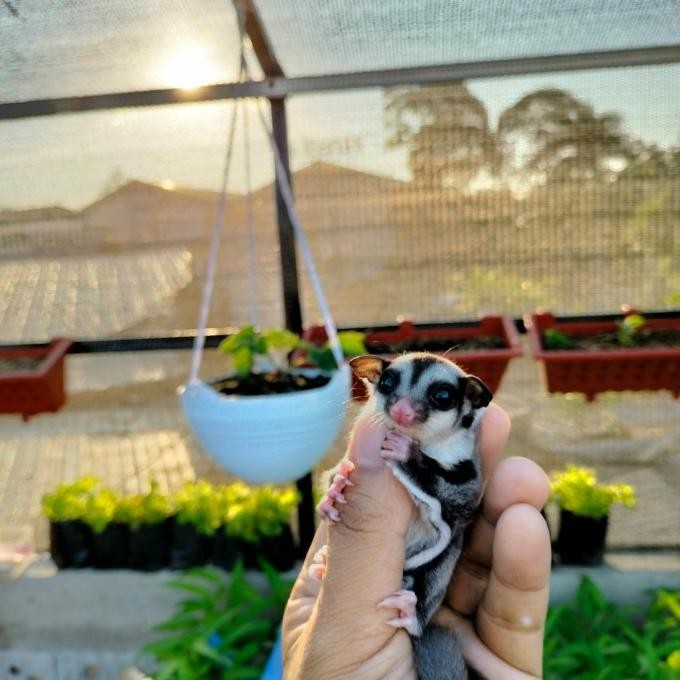 Sugar Glider Classic Grey