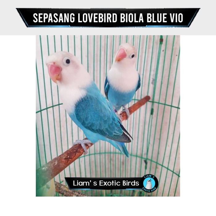 Lovebird Sepasang Warna Biola Blue Vio Indukan