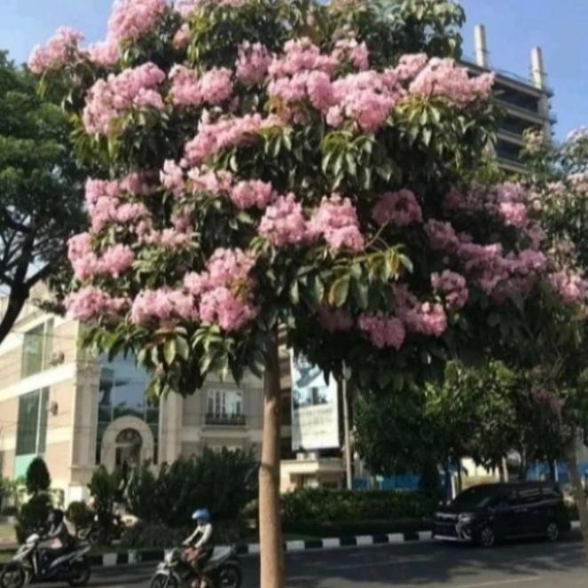 pohon tabebuya rosea bunga pink