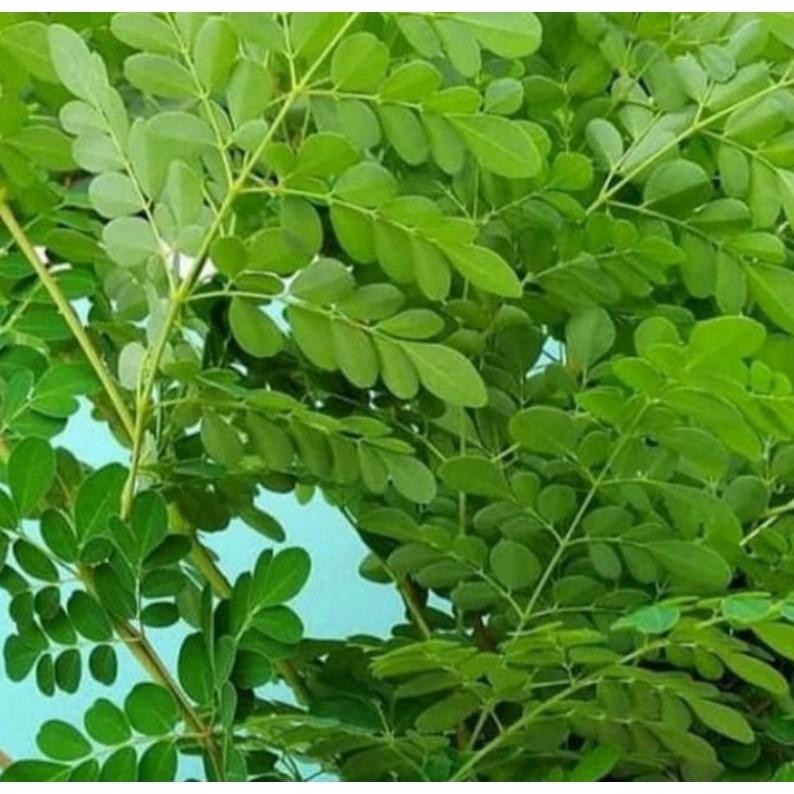 

Produk Baru Promo Bulan Ini Daun Kelor Segar 200Gram Anti Kanker Dan Stres Daun Herbal Kalimantan Premium