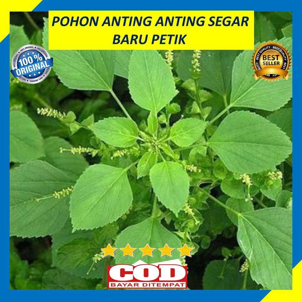 

Premium Kualitas Tertinggi Daun Anting Anting 200 Gram Anting Putri Segar Obat Herbal Daun Herbal Jaminan Mutu