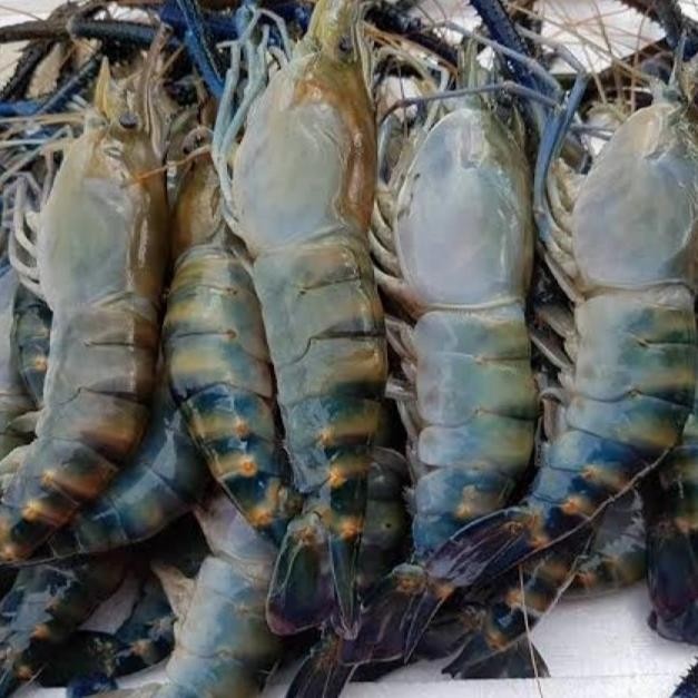 

Udang Galah Besar 1kg