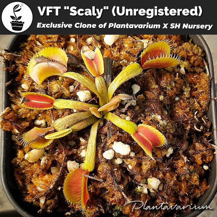 arr Exclusive Clone Venus Flytrap / Fly Trap / VFT Scaly