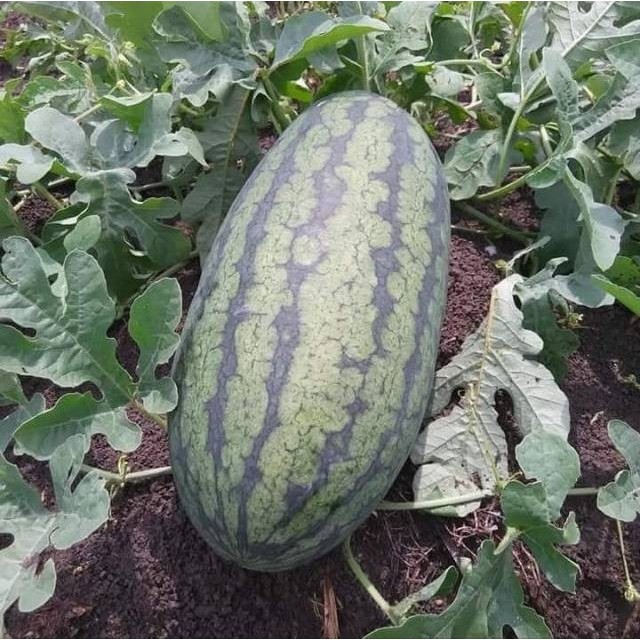 ris 10 Gram BENIH SEMANGKA INUL PALGUNA F1 cap panah merah