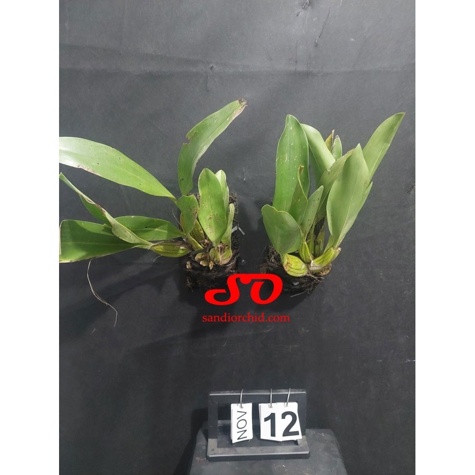 ris [ DEWASA ] Grammatophyllum stapeliiflorum