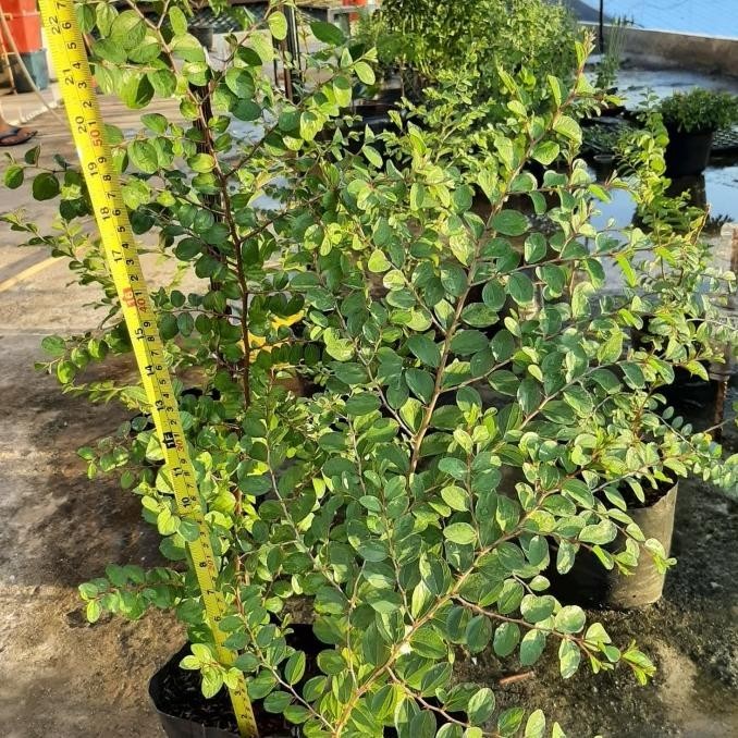 ris Terbaru Pohon Bidara Arab Besar Original