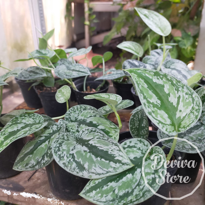 ris tanaman hias scindapsus tricolor / scindapsus 3 warna