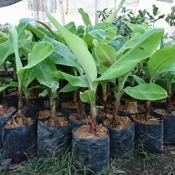 Bibit buah Pisang Kepok - Kultur jaringan MMX
