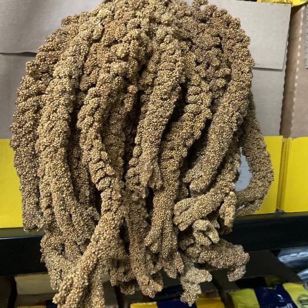 Jewawut Gantung -/+ 500 Gr Jewawut Tangkai Makanan Burung Emprit Finch