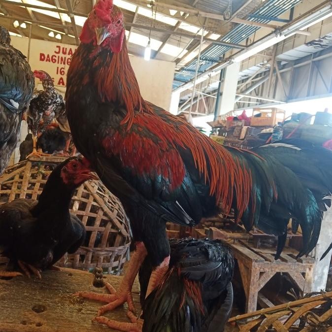 

Ayam Kampung Jago Besar Terlaris