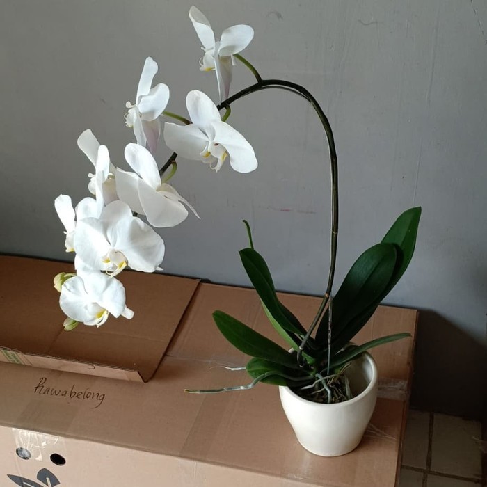 ANGGREK BULAN DENGAN POT