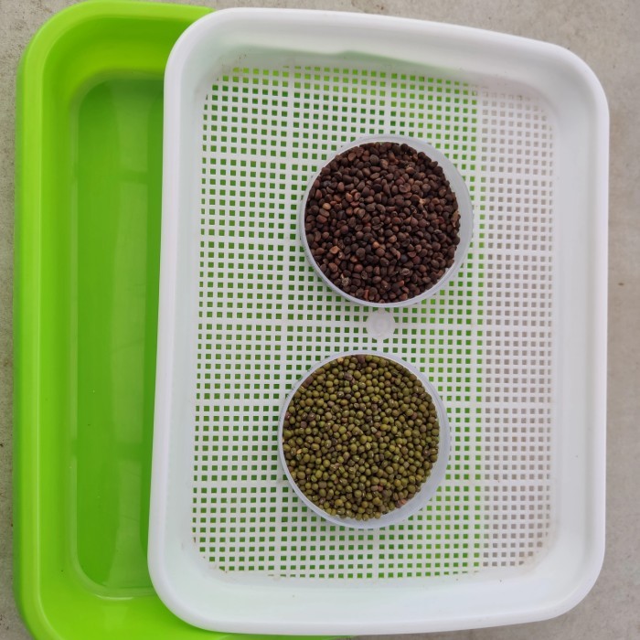 MICROGREENS KIT PEMULA