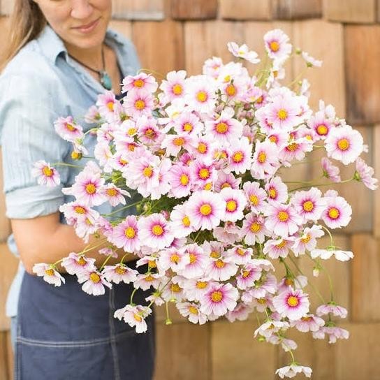 Benih/Bibit/Seed Bunga Cosmos Edible Flower Mudah Tumbuh