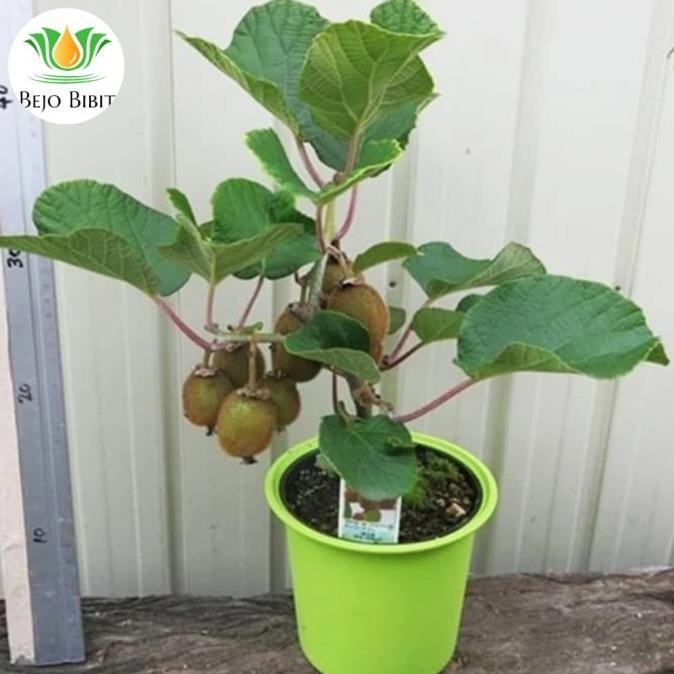 BIBIT TANAMAN BUAH KIWI GOLDEN-BIBIT KIWI JANTAN BETINA-KIWI GODEN MMU