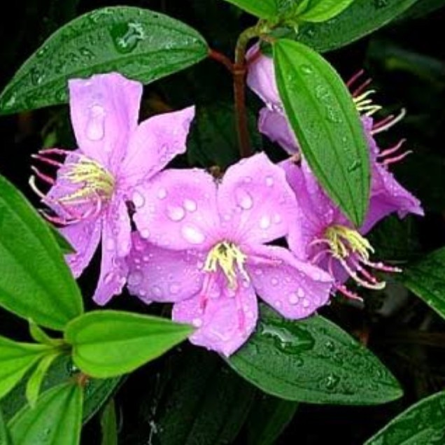 

Tanaman Senggani Harendong senduduk Sikaduduk segar per batang Cabutan COD